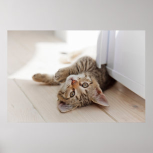 Cutest Baby Animals   Shorthair Tabby Kitten Poster