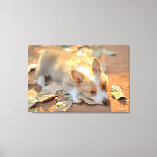 Cutest Baby Animals Shy Corgi Canvas Print