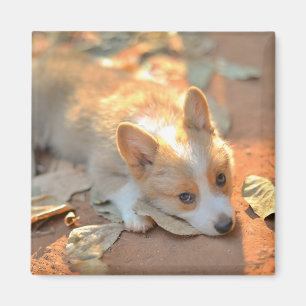 Cutest Baby Animals Shy Corgi Magnet