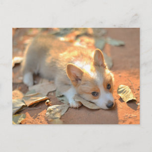 Cutest Baby Animals   Shy Corgi Postcard