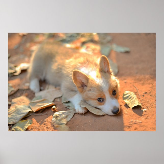 Cutest Baby Animals | Shy Corgi Poster (Front)