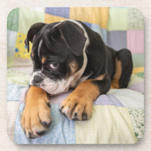 Cutest Baby Animals Shy Old English Bulldog Coaster