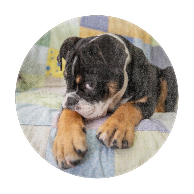 Cutest Baby Animals | Shy Old English Bulldog Cutting Board (Front)