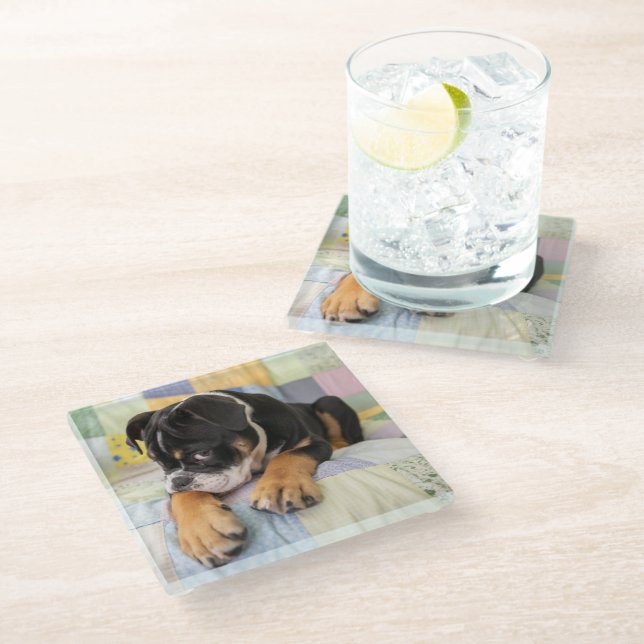 Cutest Baby Animals | Shy Old English Bulldog Glass Coaster (Angled)