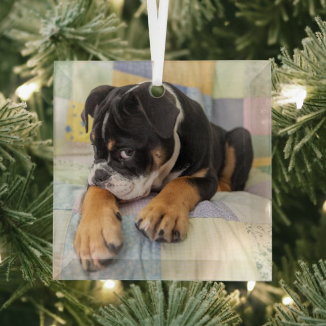 Cutest Baby Animals | Shy Old English Bulldog Glass Tree Decoration (Insitu)