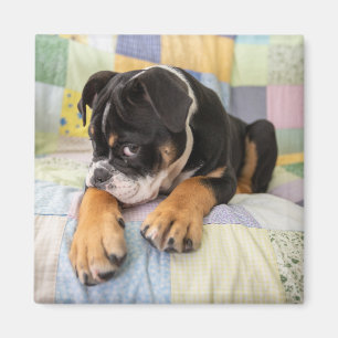 Cutest Baby Animals   Shy Old English Bulldog Magnet