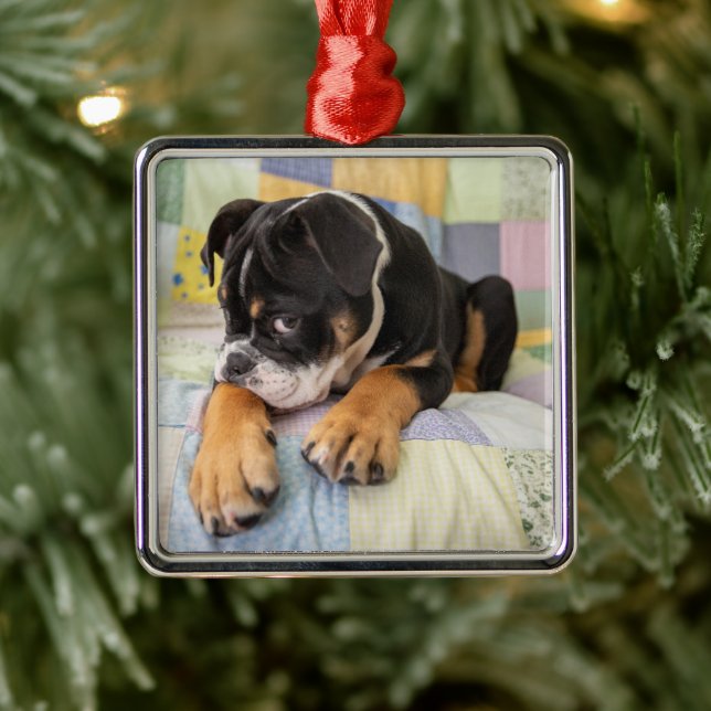 Cutest Baby Animals | Shy Old English Bulldog Metal Tree Decoration (Tree)