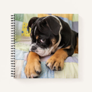 Cutest Baby Animals   Shy Old English Bulldog Notebook
