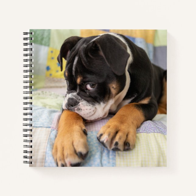 Cutest Baby Animals | Shy Old English Bulldog Notebook (Front)