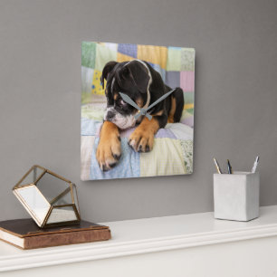 Cutest Baby Animals Shy Old English Bulldog Square Wall Clock