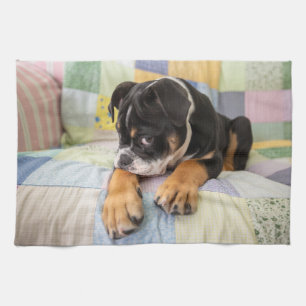 Cutest Baby Animals Shy Old English Bulldog Tea Towel