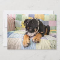 Cutest Baby Animals | Shy Old English Bulldog