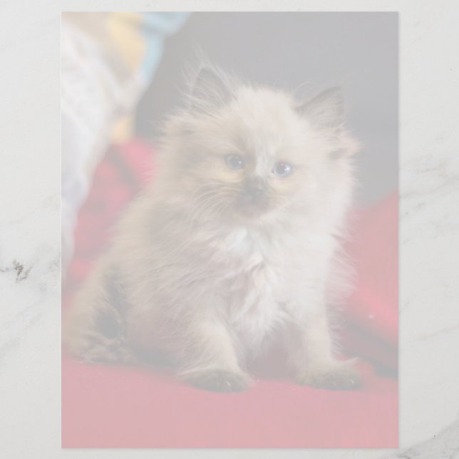Cutest Baby Animals | Siamese Kitten (Front)
