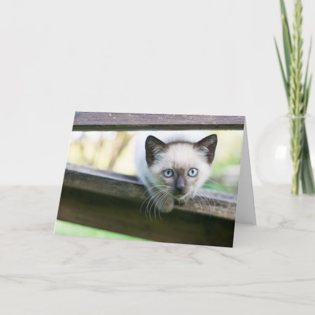 Cutest Baby Animals | Siamese Kitten 2 Card (Front)
