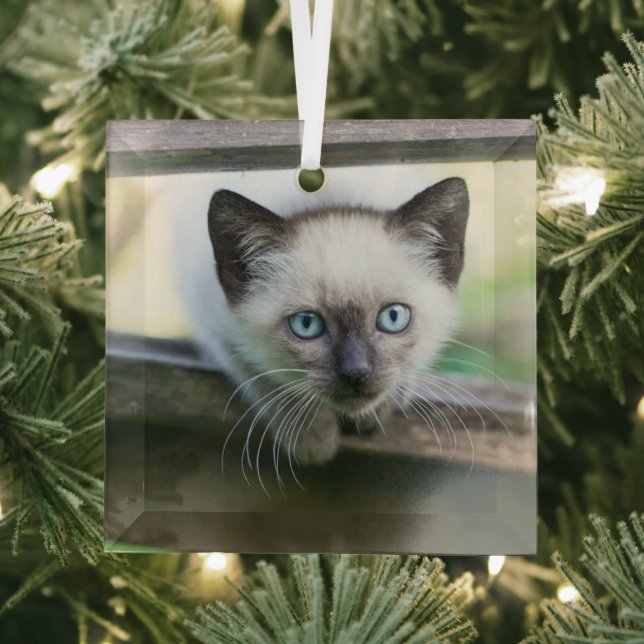 Cutest Baby Animals | Siamese Kitten 2 Glass Tree Decoration (Insitu)