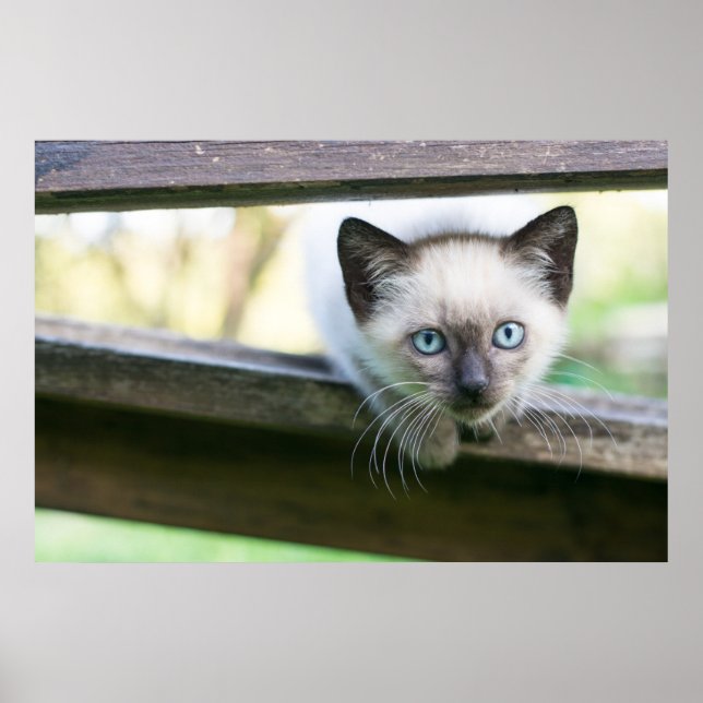 Cutest Baby Animals | Siamese Kitten 2 Poster (Front)