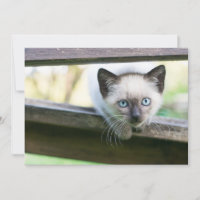 Cutest Baby Animals | Siamese Kitten 2