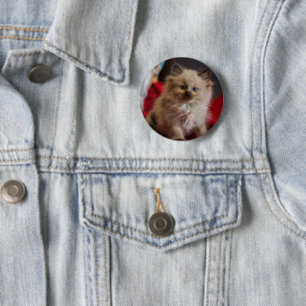 Cutest Baby Animals   Siamese Kitten 6 Cm Round Badge