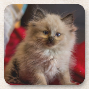 Cutest Baby Animals Siamese Kitten Coaster