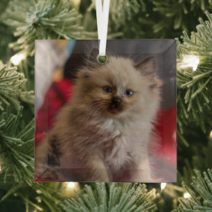 Cutest Baby Animals Siamese Kitten Glass Tree Decoration