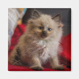 Cutest Baby Animals   Siamese Kitten Magnet