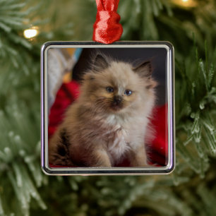 Cutest Baby Animals Siamese Kitten Metal Tree Decoration