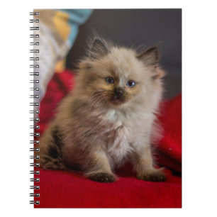 Cutest Baby Animals   Siamese Kitten Notebook