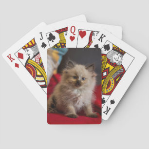 Cutest Baby Animals Siamese Kitten Playing Cards