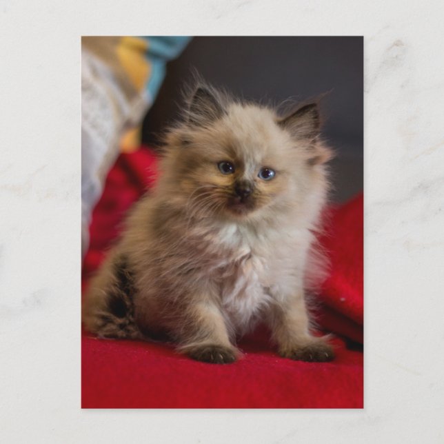 Cutest Baby Animals | Siamese Kitten Postcard (Front)