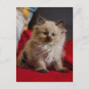 Cutest Baby Animals Siamese Kitten Postcard