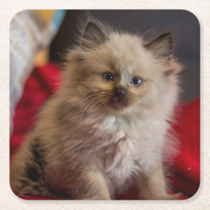 Cutest Baby Animals Siamese Kitten Square Paper Coaster