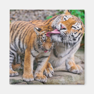Cutest Baby Animals   Siberian Tiger Family Magnet