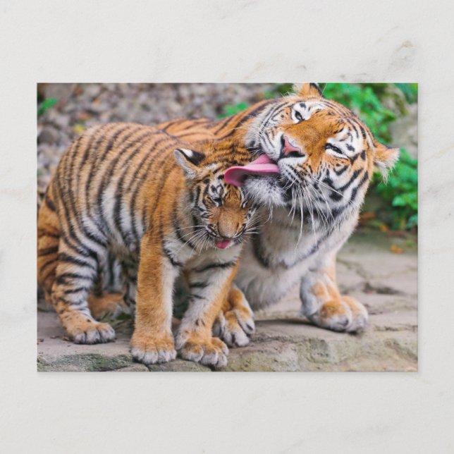 Cutest Baby Animals | Siberian Tiger Family Postcard (Front)