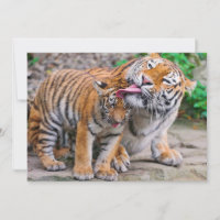 Cutest Baby Animals | Siberian Tiger Family