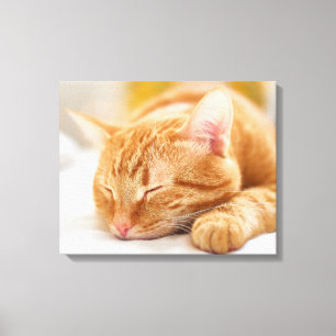 Cutest Baby Animals   Sleeping Ginger Cat Canvas Print