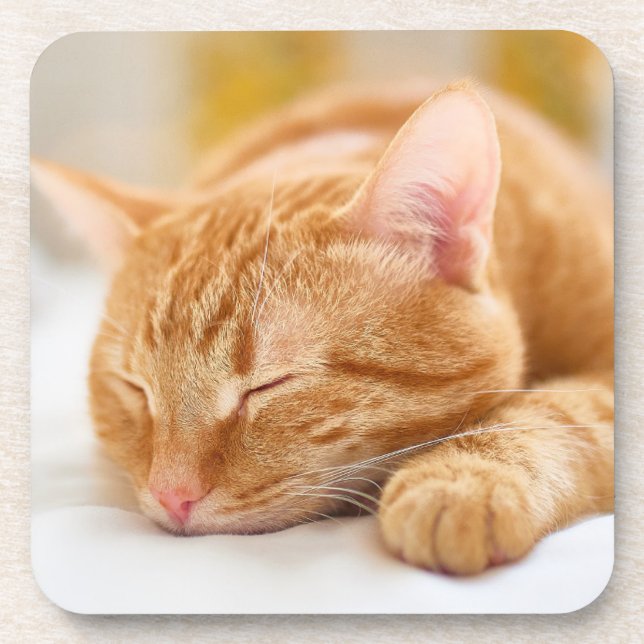 Cutest Baby Animals | Sleeping Ginger Cat Coaster (Front)