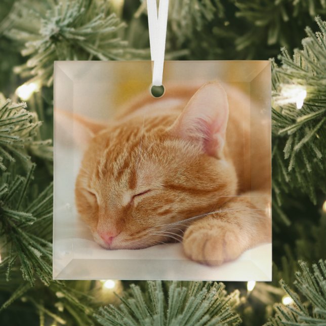 Cutest Baby Animals | Sleeping Ginger Cat Glass Tree Decoration (Insitu)