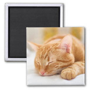 Cutest Baby Animals   Sleeping Ginger Cat Magnet
