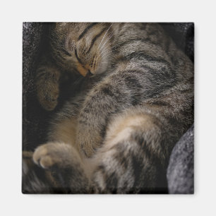 Cutest Baby Animals   Sleeping Tabby Cat Magnet