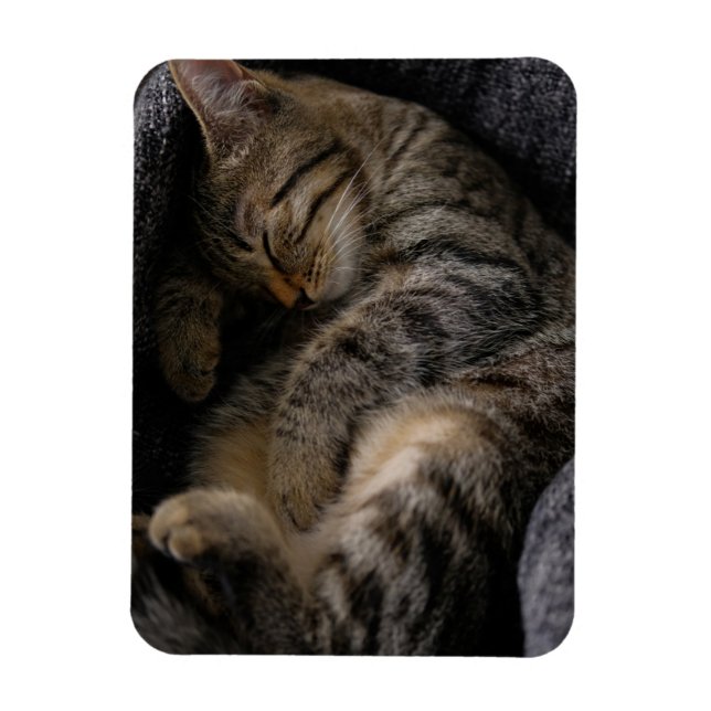 Cutest Baby Animals | Sleeping Tabby Cat Magnet (Vertical)