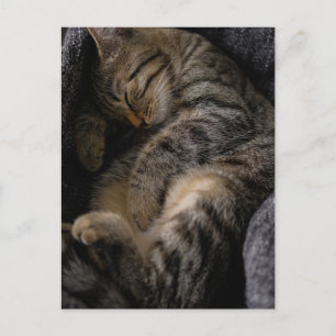 Cutest Baby Animals   Sleeping Tabby Cat Postcard