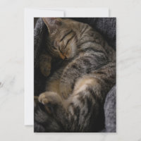 Cutest Baby Animals | Sleeping Tabby Cat