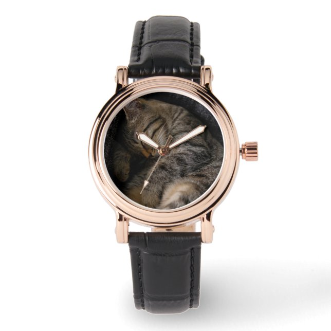 Cutest Baby Animals | Sleeping Tabby Cat Watch (Front)