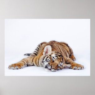 Cutest Baby Animals   Sleepy Baby Tiger Cub Poster