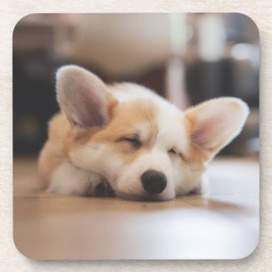 Cutest Baby Animals Sleepy Corgi Coaster