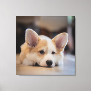 Cutest Baby Animals Sleepy Corgi Puppy Canvas Print