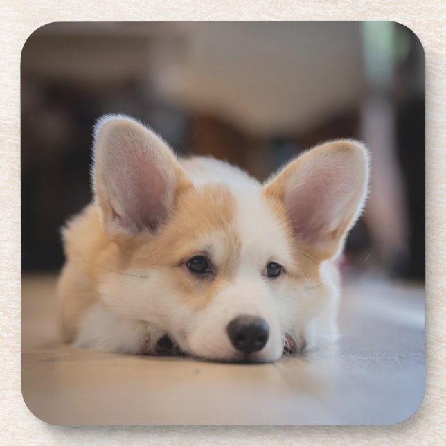 Cutest Baby Animals | Sleepy Corgi Puppy Coaster (Front)