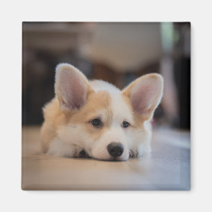 Cutest Baby Animals Sleepy Corgi Puppy Magnet