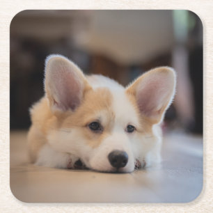 Cutest Baby Animals Sleepy Corgi Puppy Square Paper Coaster