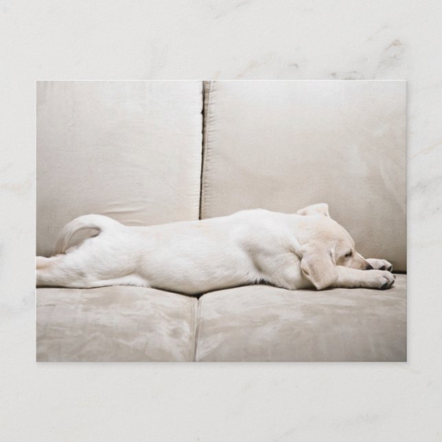 Cutest Baby Animals | Sleepy Yellow Labrador Puppy Postcard (Front)